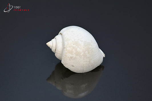 Fossile de natica blanc de France