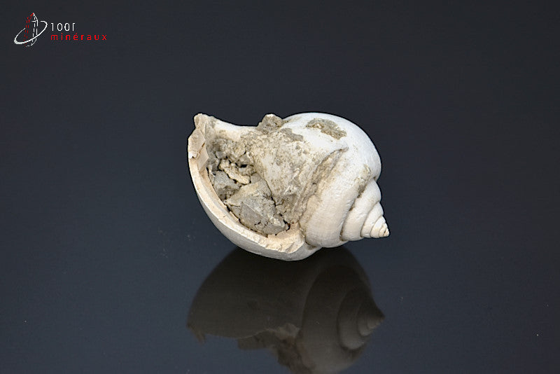 Fossile de natica blanc de France