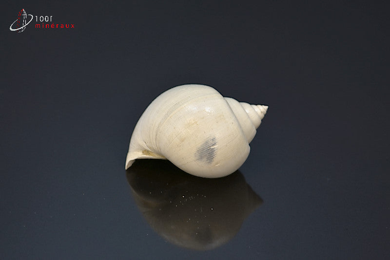 Fossile de natica blanc de France