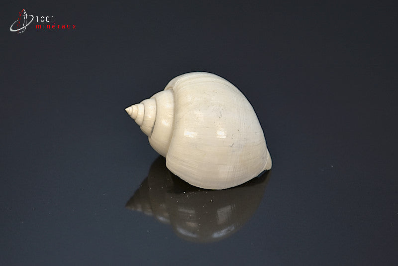 Fossile de natica blanc de France