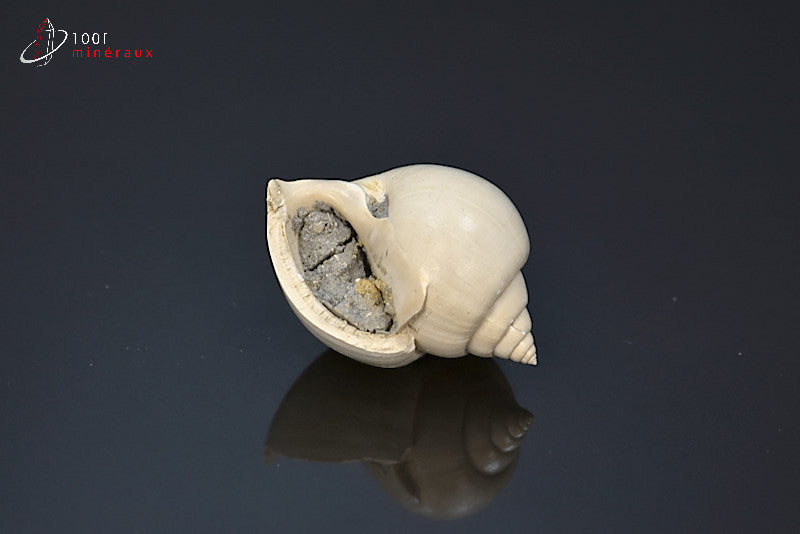 Fossile de natica blanc de France