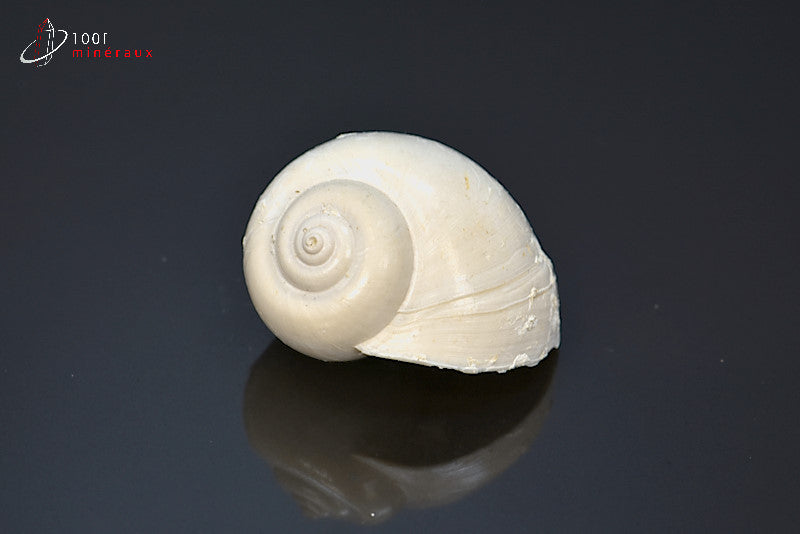 Fossile de natica blanc de France