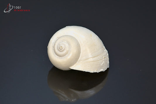 Fossile de natica blanc de France