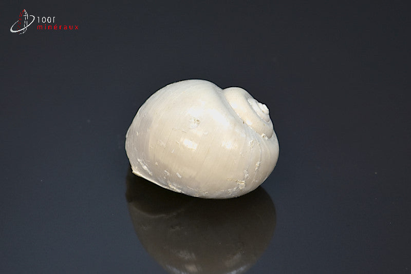 Fossile de natica blanc de France