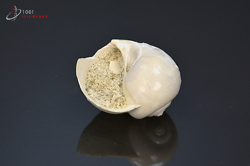 Fossile de natica blanc de France