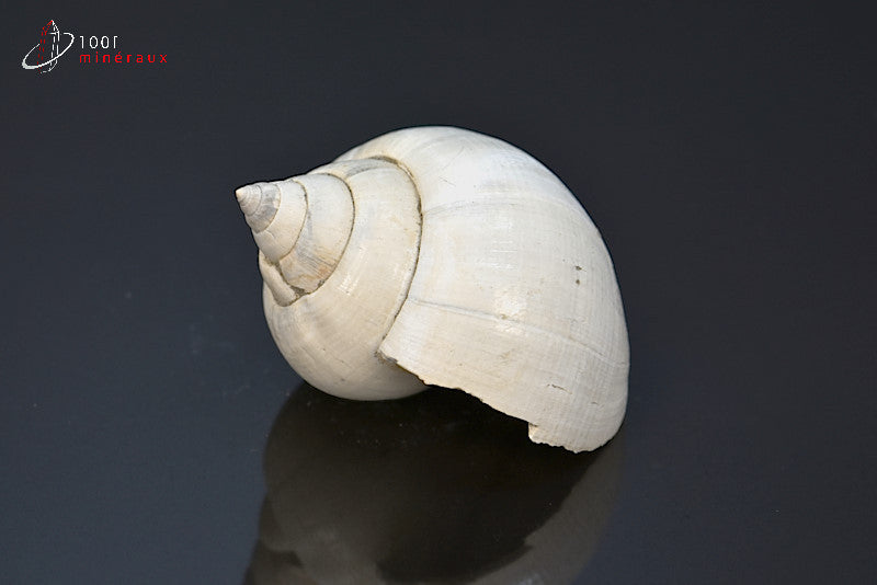 Fossile de natica blanc de France