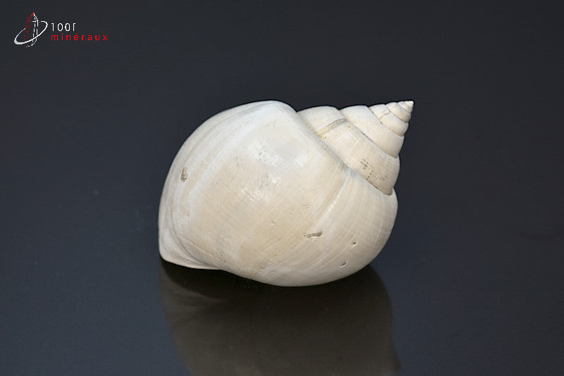 Fossile de natica blanc de France