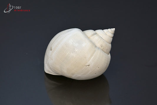 Fossile de natica blanc de France