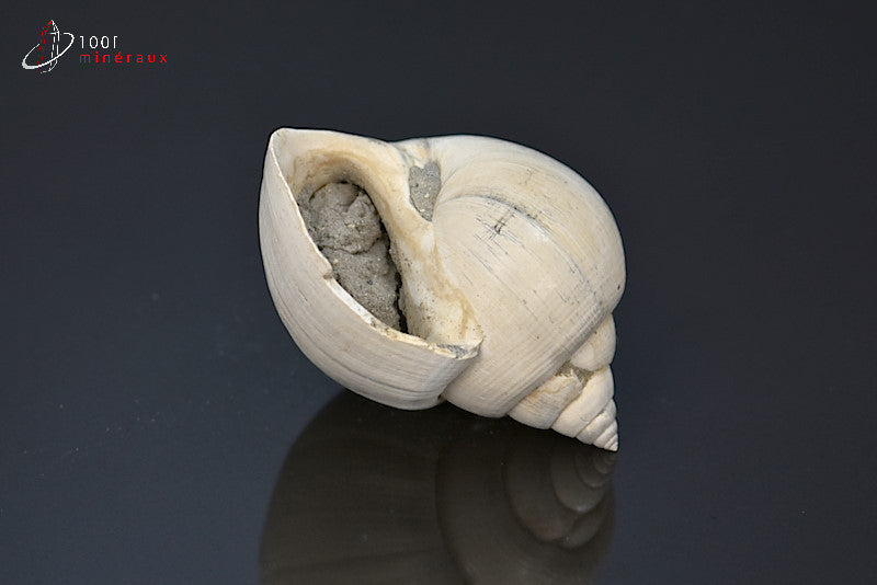 Fossile de natica blanc de France