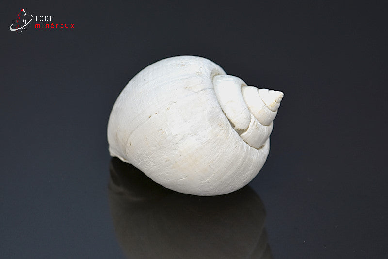 Fossile de natica blanc de France