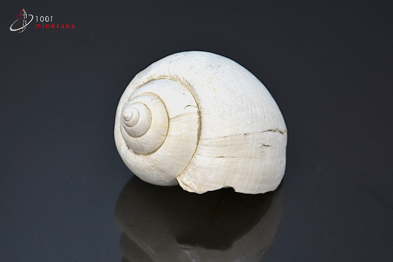 Fossile de natica blanc de France