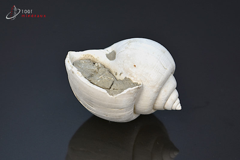 Fossile de natica blanc de France