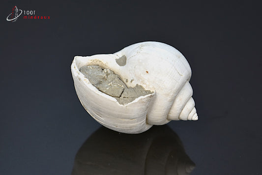 Fossile de natica blanc de France