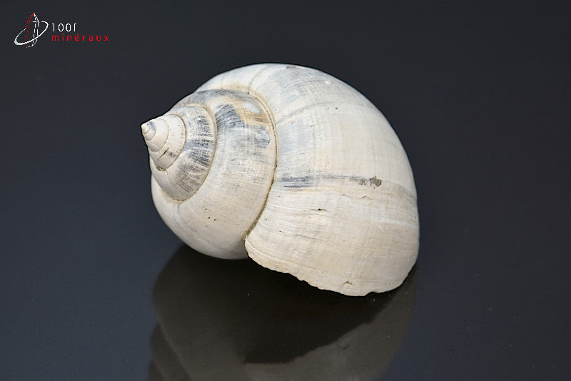 Fossile de natica blanc de France