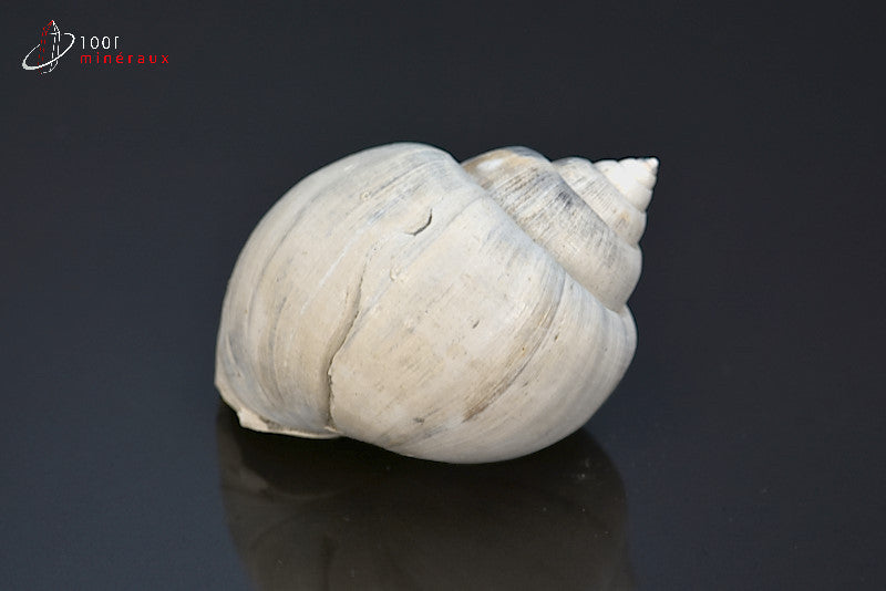 Fossile de natica blanc de France