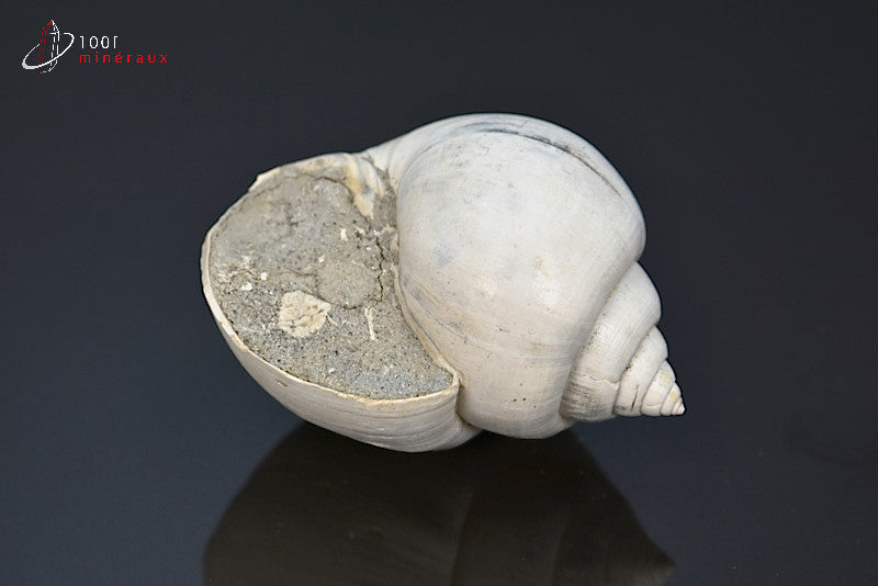 Fossile de natica blanc de France