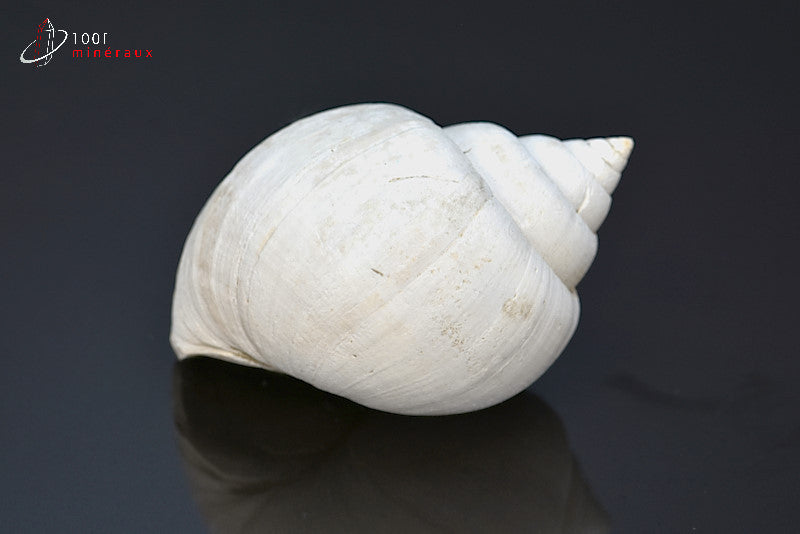 Fossile de natica blanc de France