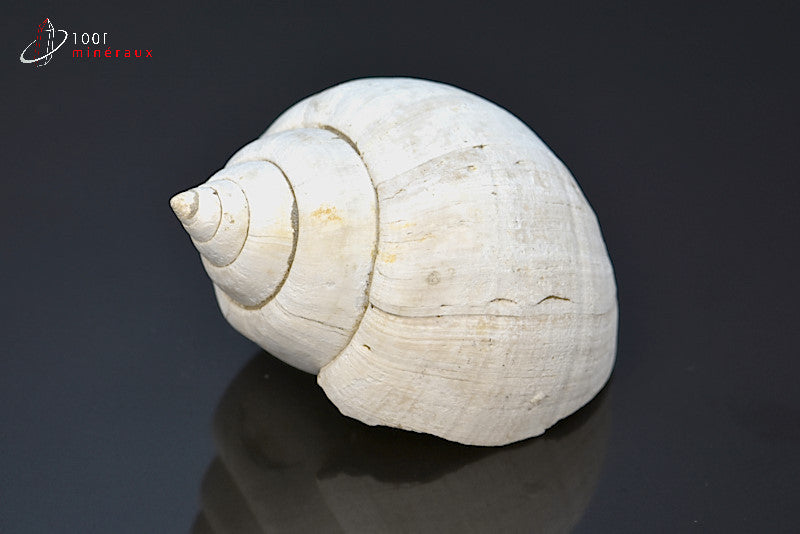 Fossile de natica blanc de France