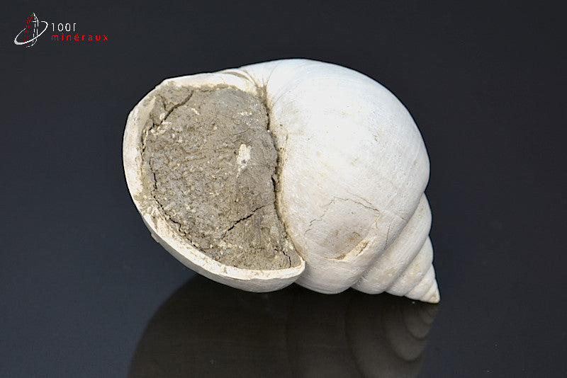 Fossile de natica blanc de France