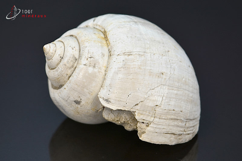 Fossile de natica blanc de France