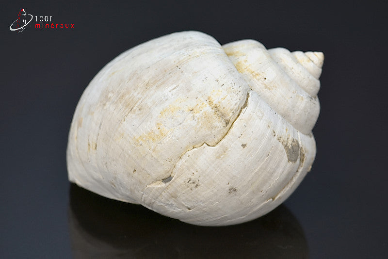 Fossile de natica blanc de France