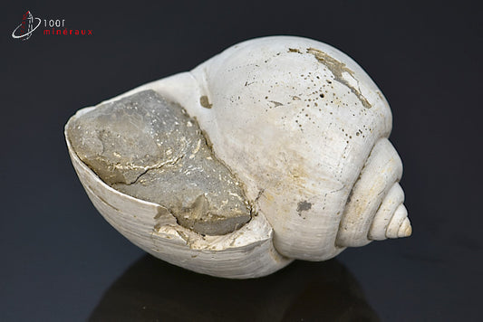 Fossile de natica blanc de France