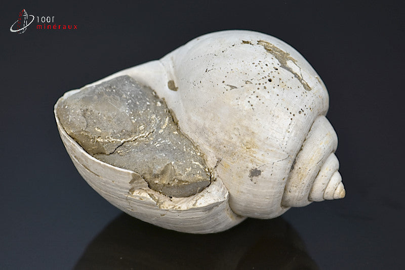 Fossile de natica blanc de France