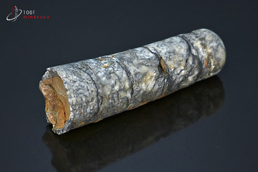 Fossile d'un orthocéras gris du Maroc