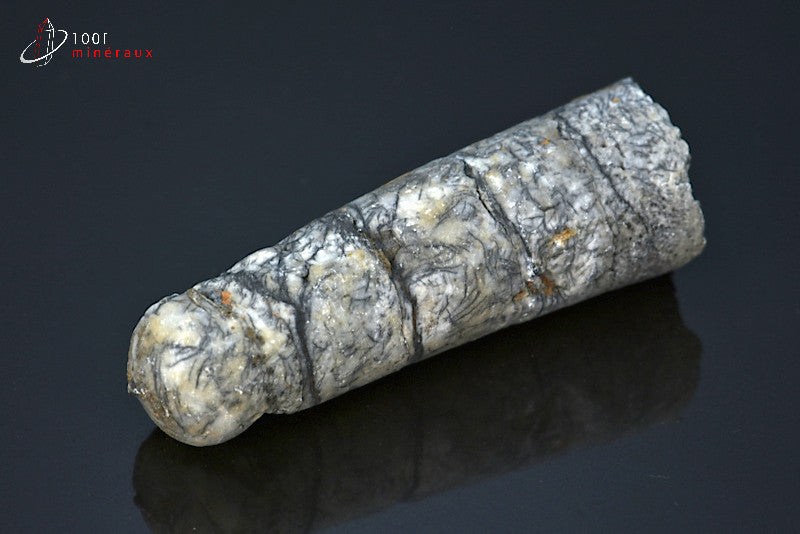Fossile d'un orthocéras gris du Maroc