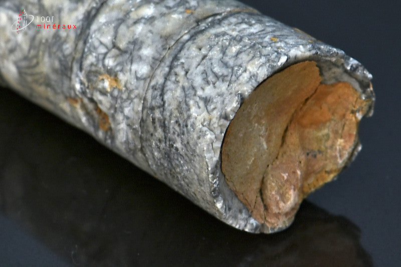 Fossile d'un orthocéras gris du Maroc