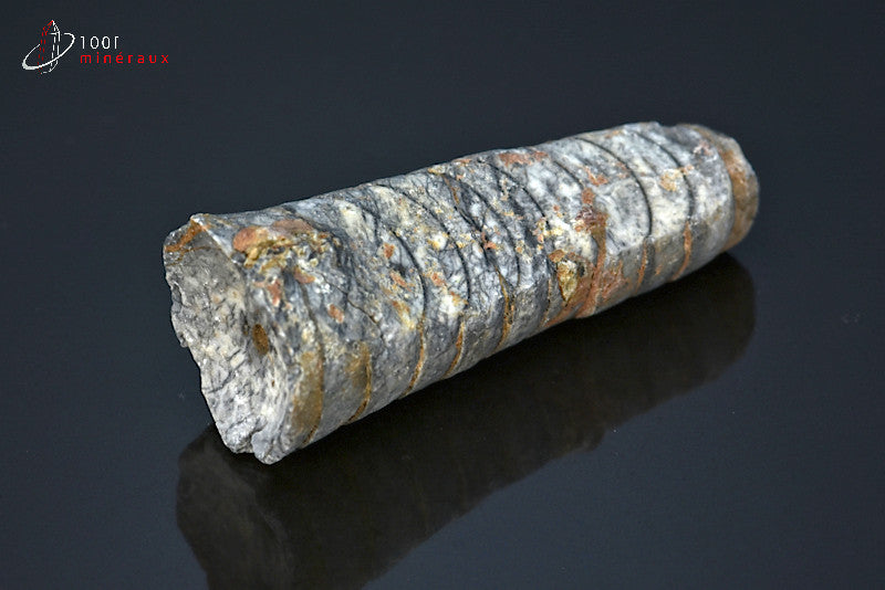 Fossile d'un orthocéras gris du Maroc