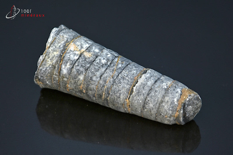 Fossile d'un orthocéras gris du Maroc