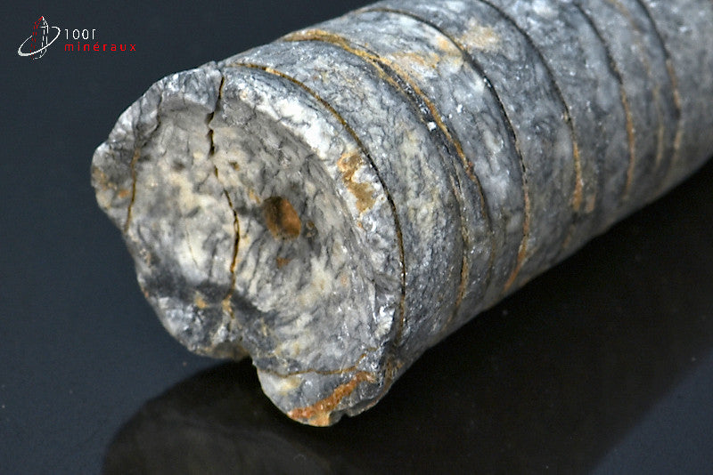 Fossile d'un orthocéras gris du Maroc