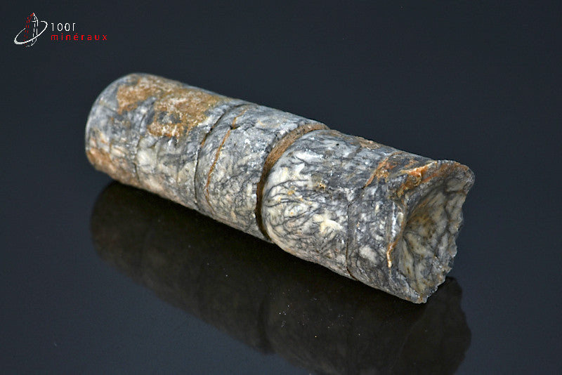 Fossile d'un orthocéras gris du Maroc