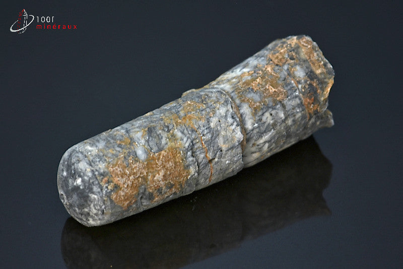 Fossile d'un orthocéras gris du Maroc