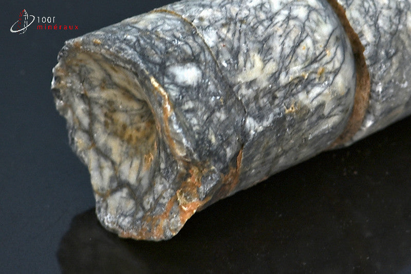 Fossile d'un orthocéras gris du Maroc