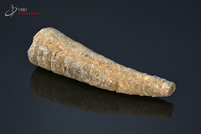 Fossile d'un orthocéras gris du Maroc