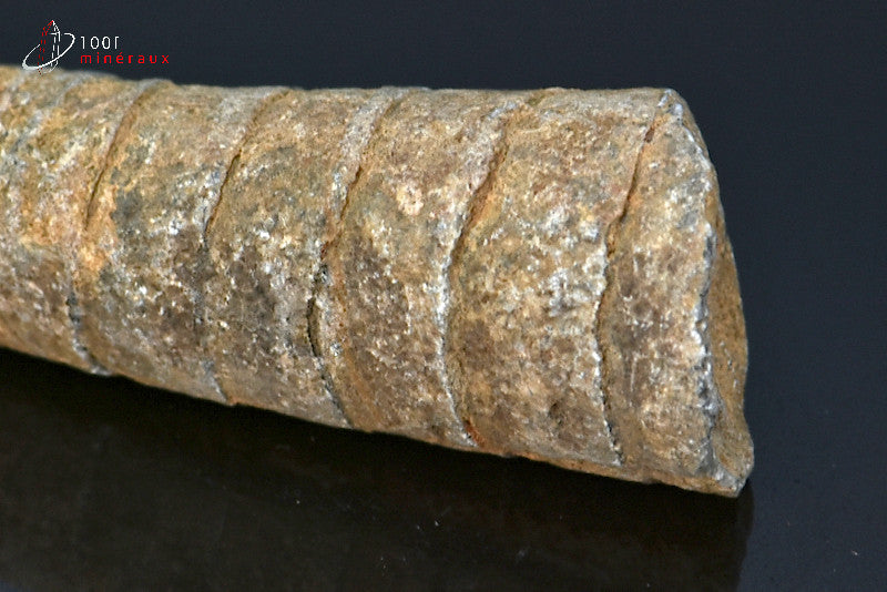 Fossile d'un orthocéras gris du Maroc