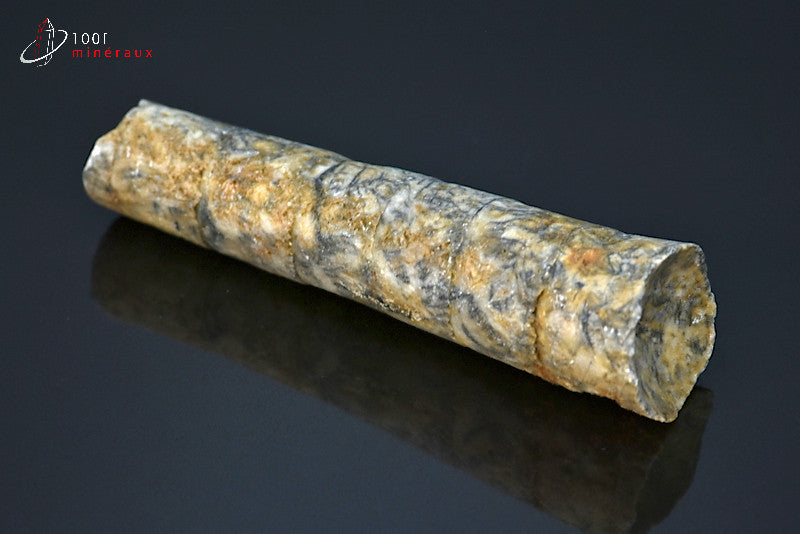 Fossile d'un orthocéras gris du Maroc