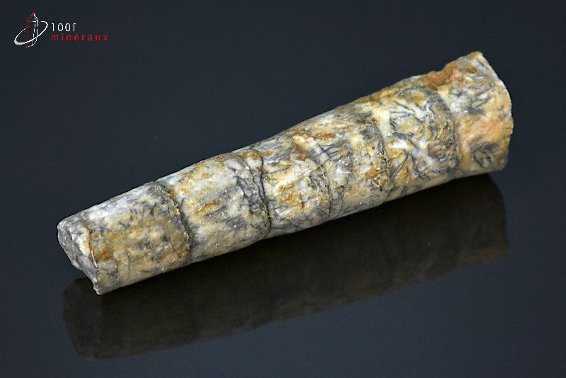 Fossile d'un orthocéras gris du Maroc