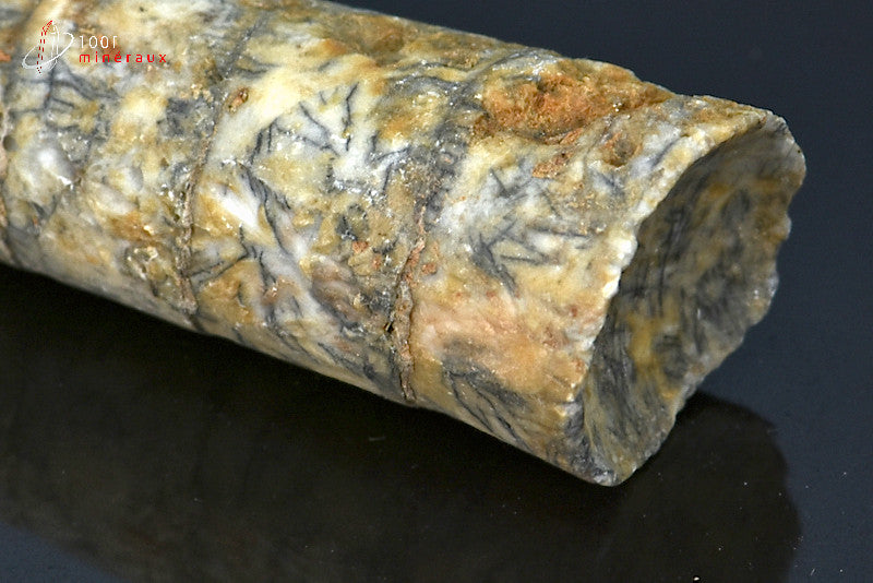 Fossile d'un orthocéras gris du Maroc