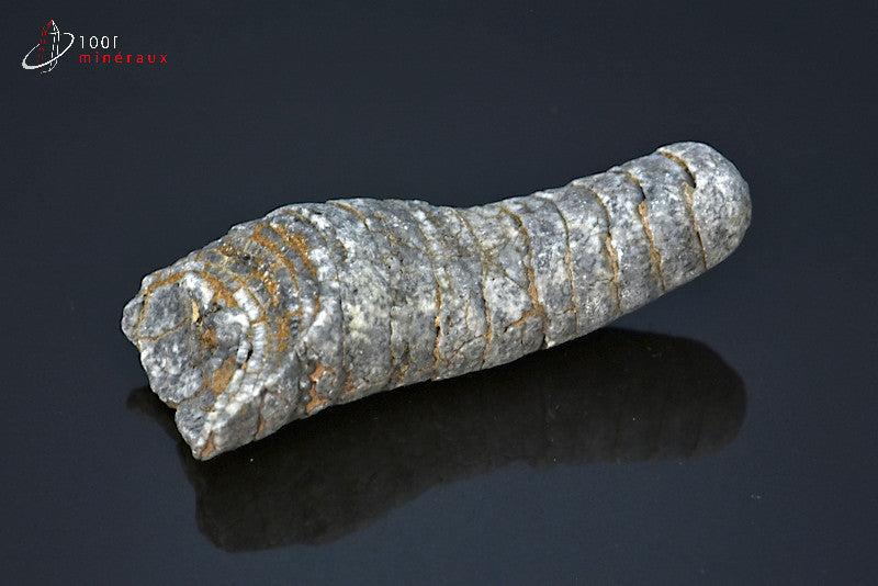 Fossile d'un orthocéras gris du Maroc