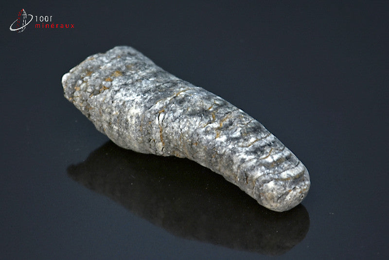 Fossile d'un orthocéras gris du Maroc