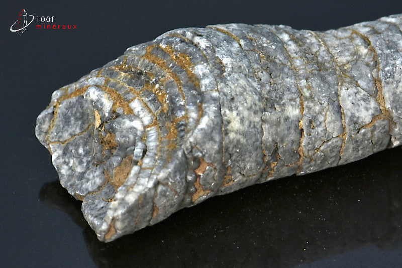 Fossile d'un orthocéras gris du Maroc