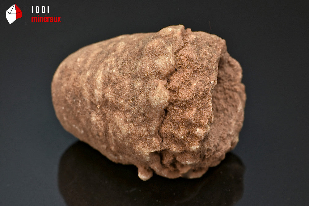 Fossile de stromatolite du Maroc