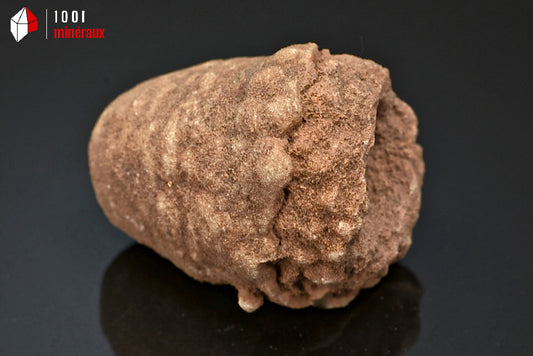 Fossile de stromatolite du Maroc