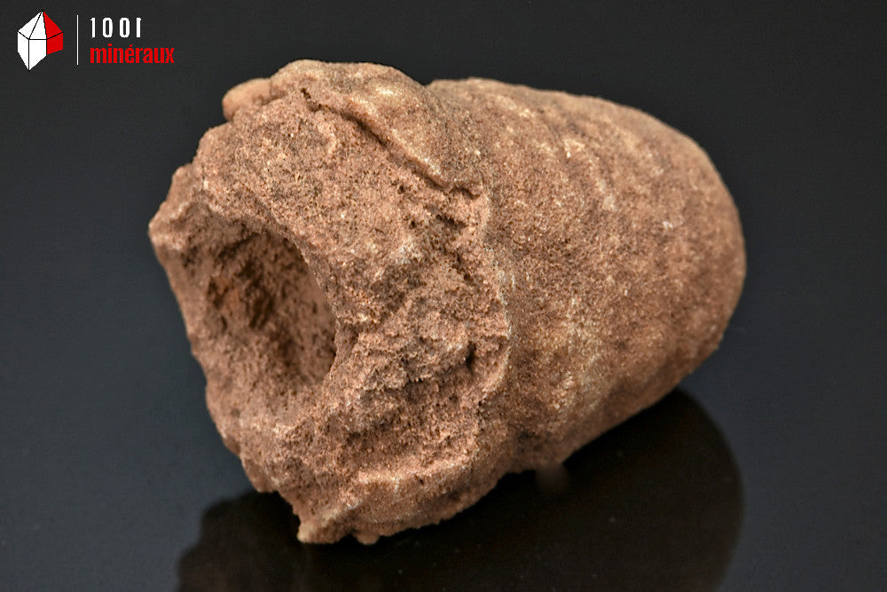 Fossile de stromatolite du Maroc