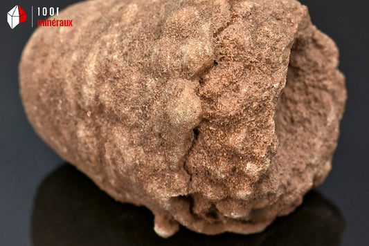 Fossile de stromatolite du Maroc