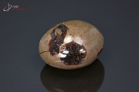 Minéral poli pour la lithothérapie de septaria marron de Madagascar