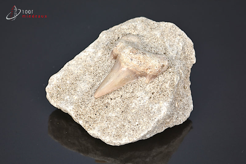 Dent de requin fossile Lamna obliqua sur gangue - Maroc - Vue d'ensemble - 41 g - AM798
